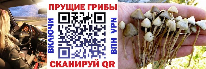 Псилоцибиновые грибы мицелий  мориарти какой сайт  Щёлкино 